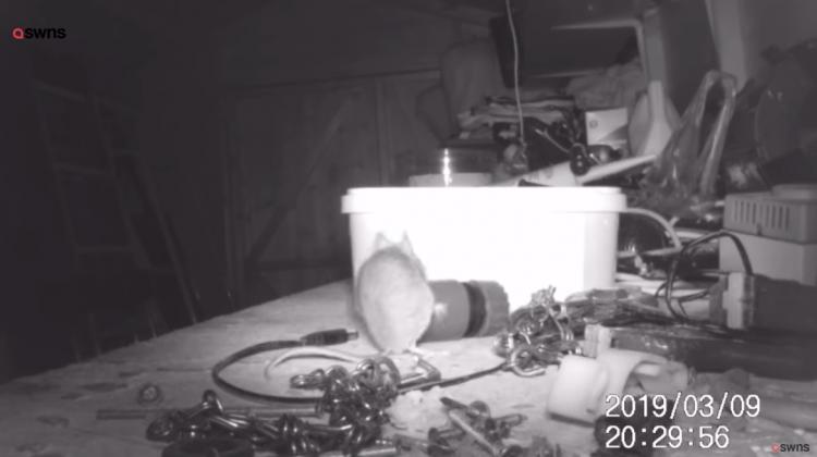 一覺醒來「東西莫名全收整齊」重複到他崩潰！ 偷架監視器才發現超可愛真相(影)