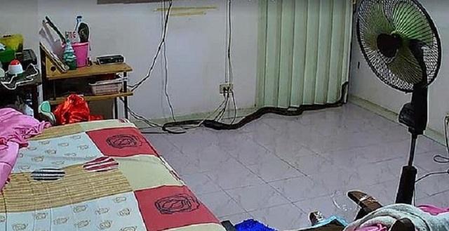嚇！老婦睡夢中痛醒　手電筒一照巨蟒伏床邊