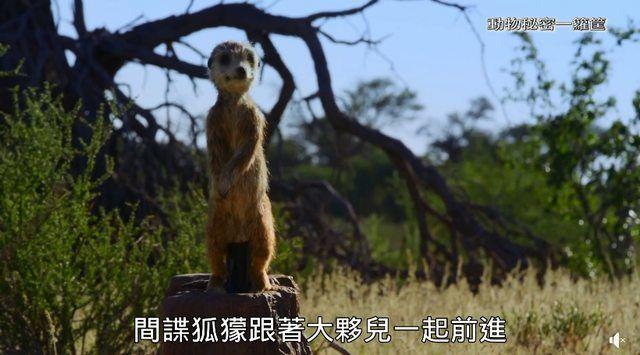 繼《我們與惡》之後! 公視「間諜系列」再掀高潮..網推爆: ㄎㄧㄤ到炸! 到底嗑了多少.. (影