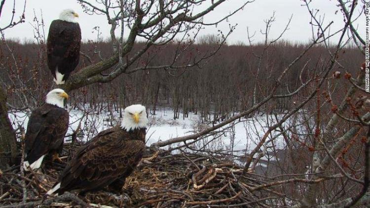多元成家！兩隻公老鷹一起養小孩..劇情曲折離奇「根本鄉土劇！」