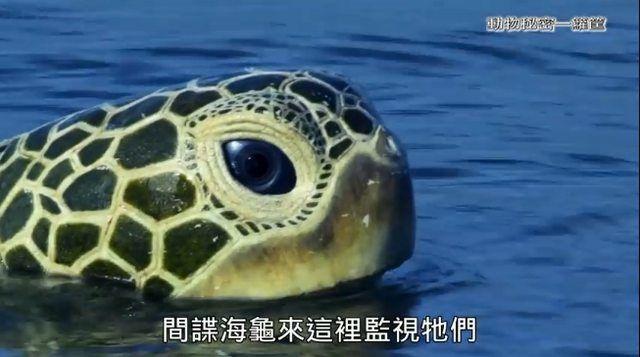 繼《我們與惡》之後! 公視「間諜系列」再掀高潮..網推爆: ㄎㄧㄤ到炸! 到底嗑了多少.. (影