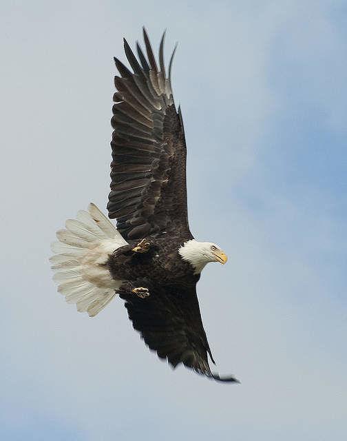 多元成家！兩隻公老鷹一起養小孩..劇情曲折離奇「根本鄉土劇！」