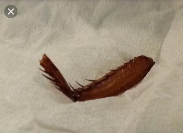 你有試過「強哥の體味」嗎？真・勇者悲憶曝「跟這東西」87%像：從此全面封殺！