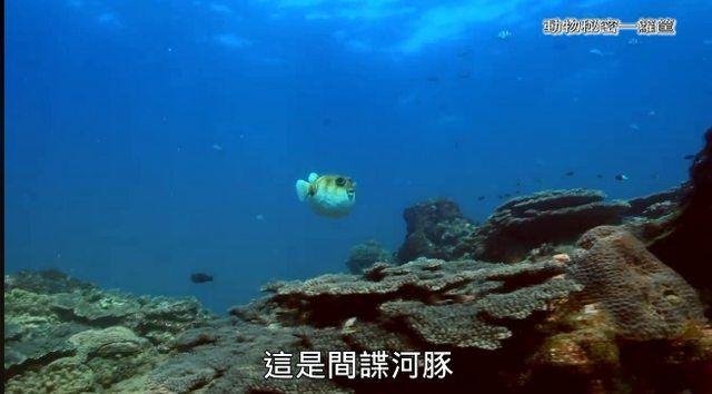 繼《我們與惡》之後! 公視「間諜系列」再掀高潮..網推爆: ㄎㄧㄤ到炸! 到底嗑了多少.. (影