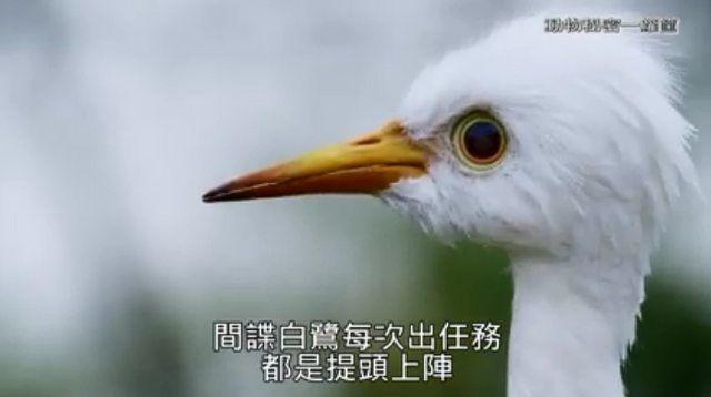 繼《我們與惡》之後! 公視「間諜系列」再掀高潮..網推爆: ㄎㄧㄤ到炸! 到底嗑了多少.. (影