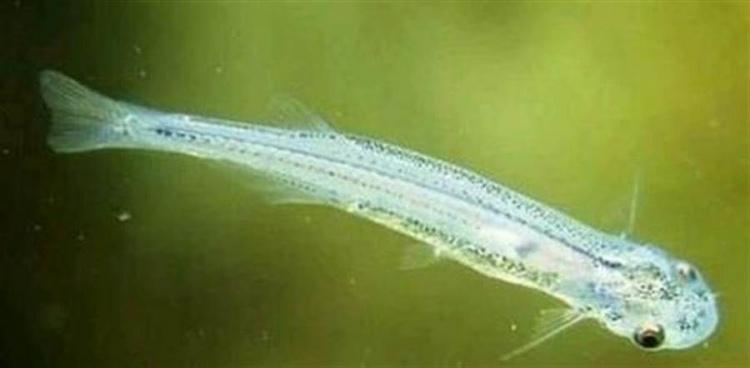 當地男人怕爆！這種 "吻仔魚" 最愛「鑽爆男生馬眼」吃海綿體: 千萬別在亞馬遜河做這動作