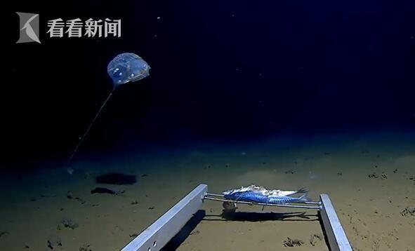 「前所未見！」科學家在印度洋7千米發現怪物：形似傘兵還發藍光！詭異姿態似外星生物