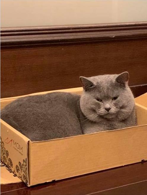 重量級長相！這隻貓長這樣...還不供起來拜？網：『這太尊貴我養不起...』