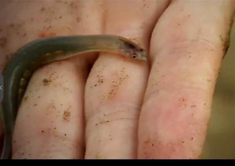 當地男人怕爆！這種 "吻仔魚" 最愛「鑽爆男生馬眼」吃海綿體: 千萬別在亞馬遜河做這動作