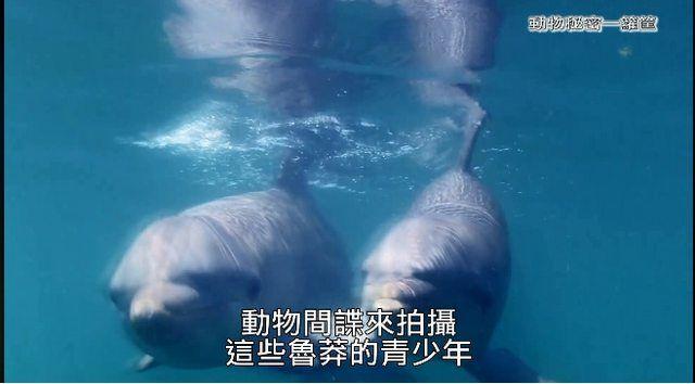 繼《我們與惡》之後! 公視「間諜系列」再掀高潮..網推爆: ㄎㄧㄤ到炸! 到底嗑了多少.. (影