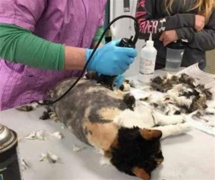 神話傳說現身？男子爬山竟撿到「一隻九尾狐」交專家鑑定後…大吃驚