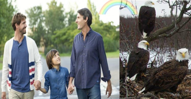 多元成家！兩隻公老鷹一起養小孩..劇情曲折離奇「根本鄉土劇！」