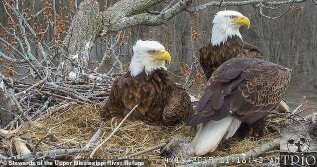 多元成家！兩隻公老鷹一起養小孩..劇情曲折離奇「根本鄉土劇！」