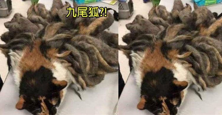 神話傳說現身？男子爬山竟撿到「一隻九尾狐」交專家鑑定後…大吃驚