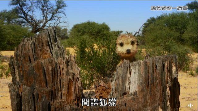 繼《我們與惡》之後! 公視「間諜系列」再掀高潮..網推爆: ㄎㄧㄤ到炸! 到底嗑了多少.. (影