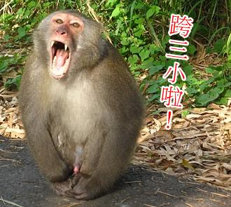 陣頭囝仔大亂鬥！「全台哪裡8+9最會打？」鄉民疑問釣出狂回覆..沒有很可以..但你惹不起