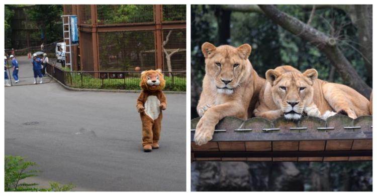 動物園演練動物脫逃「人扮獅子」兩腳狂奔…真正母獅看傻！