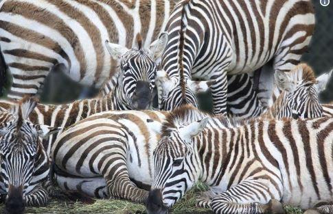 圖裡有幾隻斑馬？動物園難題4300人算到眼花..「世紀視覺難題」讓網友瘋狂跪求解答