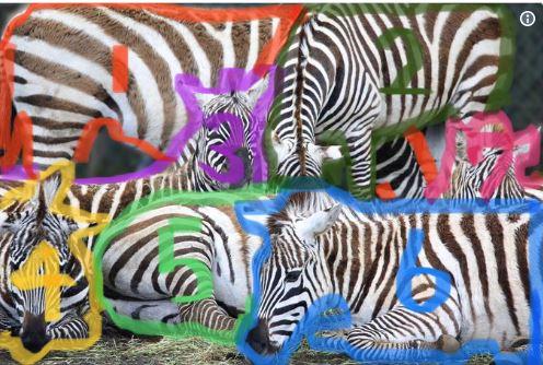 圖裡有幾隻斑馬？動物園難題4300人算到眼花..「世紀視覺難題」讓網友瘋狂跪求解答