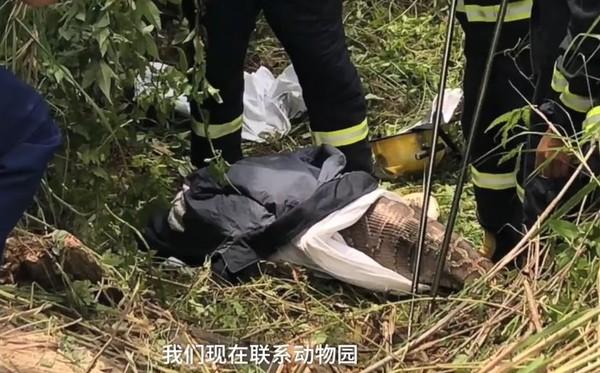 3米蟒蛇吞下25公斤小牛！「身體撐爆」爬不動　母牛一旁急怒吼