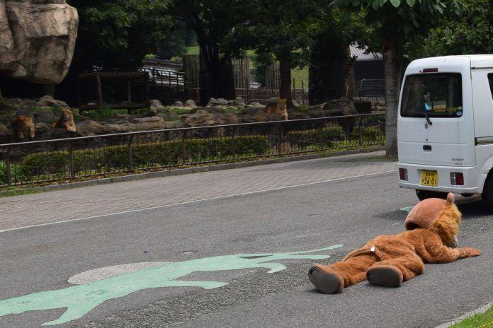 動物園演練動物脫逃「人扮獅子」兩腳狂奔…真正母獅看傻！