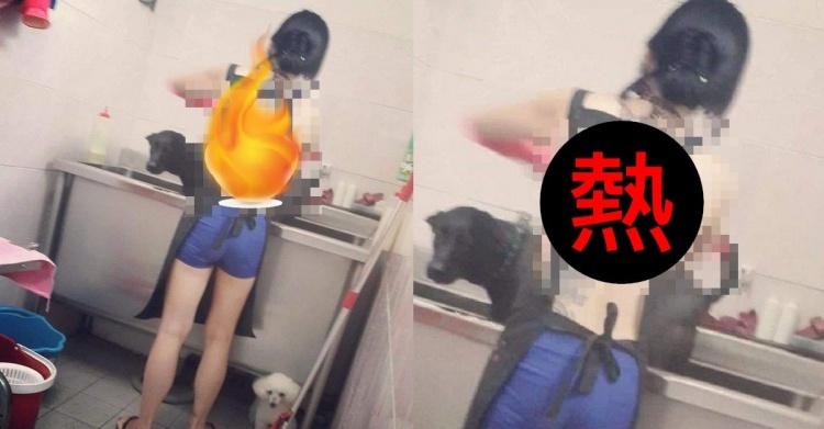 冷氣壞了怎麼上班？美容師「圍裙下只有兩條...」狗狗視角大好！求正面：單身狗洗嗎？