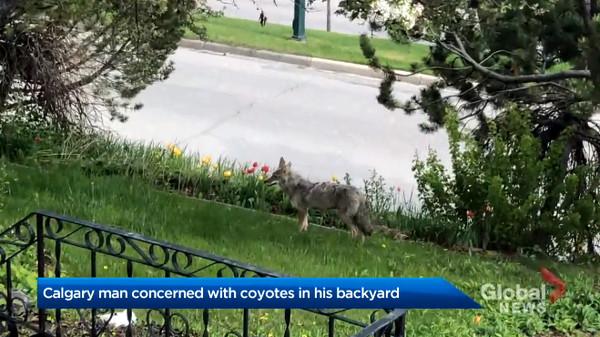 「9隻狼」定居他家後院!政府稱「私人財產管不了」:請自費處理