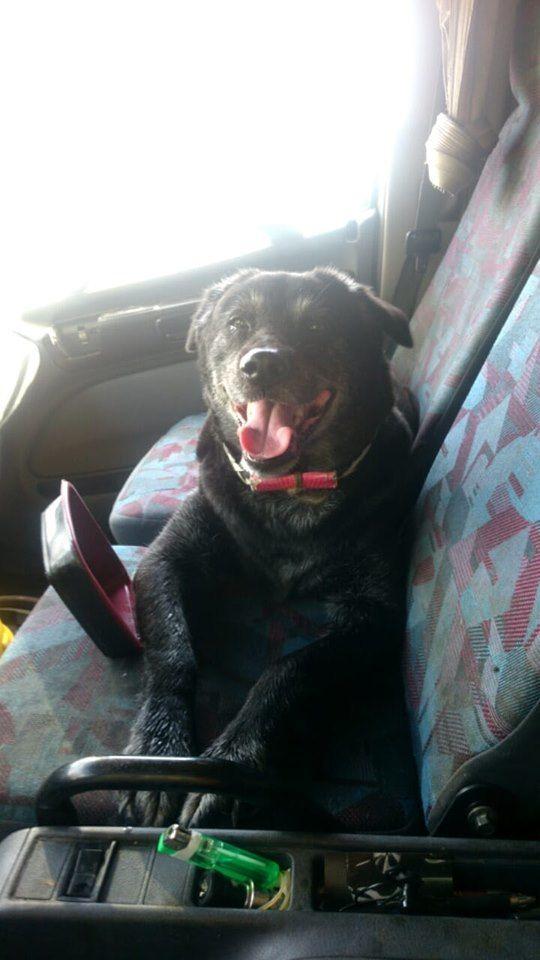 真有老司機 他出賣副駕「側面好兇」！又正又神美腿 反觀網狂嘆自己…：羨慕哭！