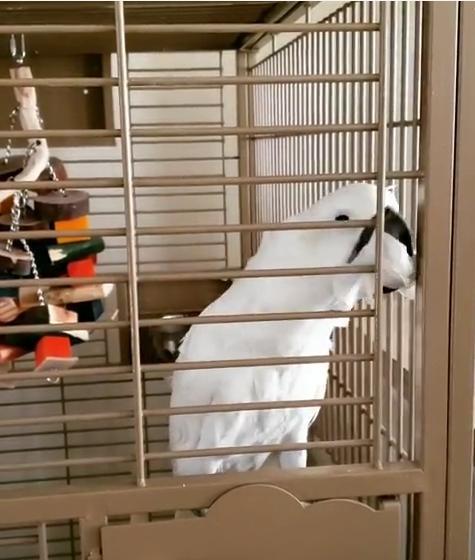 鸚鵡也有潔癖？！自備道具打掃籠子網友看完笑歪