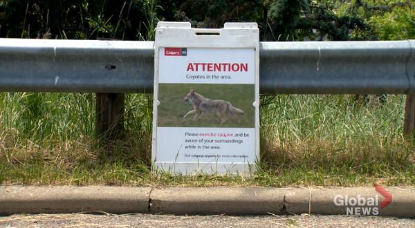 「9隻狼」定居他家後院!政府稱「私人財產管不了」:請自費處理