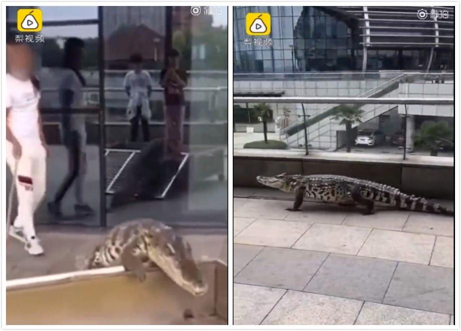 他遛1米多長「鱷魚」嚇歪路人被罰2300　警：之前就警告過！