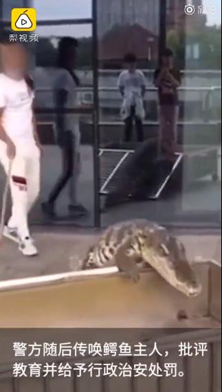 他遛1米多長「鱷魚」嚇歪路人被罰2300　警：之前就警告過！