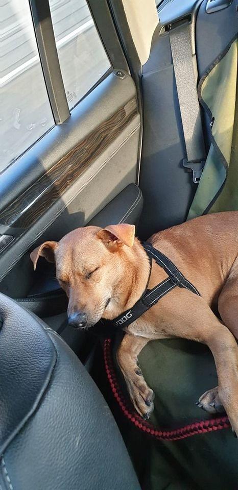 真有老司機 他出賣副駕「側面好兇」！又正又神美腿 反觀網狂嘆自己…：羨慕哭！