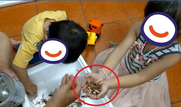 密集影片曝光...他買「麵包蟲」給小孩當寵物!女兒手中瘋狂蠕動 網嚇傻