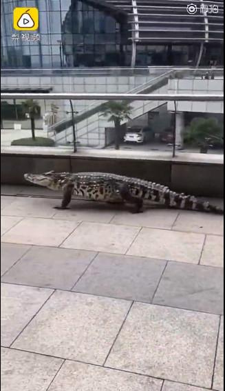 他遛1米多長「鱷魚」嚇歪路人被罰2300　警：之前就警告過！