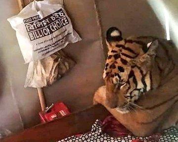 豪雨淹水引動物集體逃難! 民眾回家見老虎躺床上睡覺