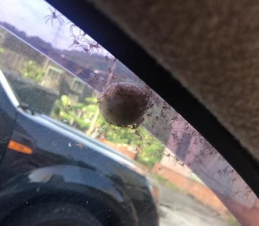 車窗黏謎樣「白煮蛋」！百隻喇牙「爆走狂竄」　她頭皮發麻哀號...網一看全吐