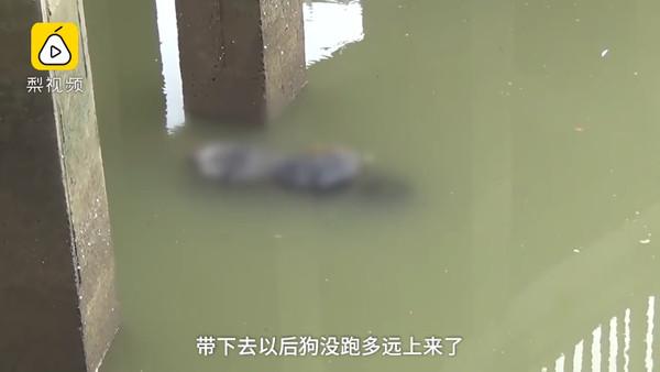 暴漲河水沖走愛犬　她緊抓牽繩慘被拖入河溺斃