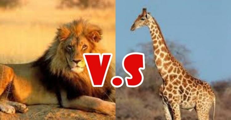 獅子會吃長頸鹿嗎？ 竟引發鄉民論戰 「獅子VS長頸鹿」誰更強？：踹一下變成貓