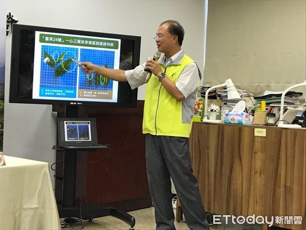 冰河時期的遺產 「台茶24號」復育成功!喝起來有菇蕈、杏仁、咖啡味