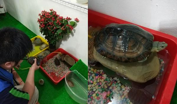 把遭棄養柴棺龜撿回家養　好心男臉書曬照下秒警察來敲門