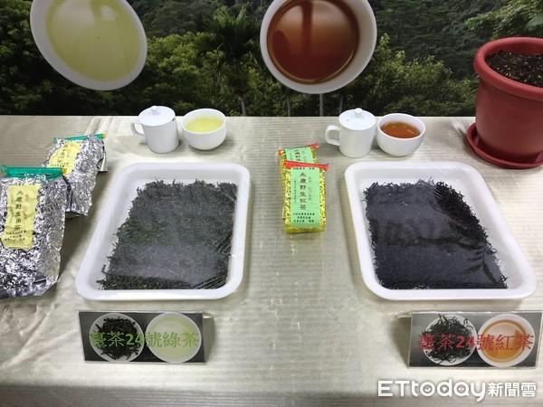 冰河時期的遺產 「台茶24號」復育成功!喝起來有菇蕈、杏仁、咖啡味