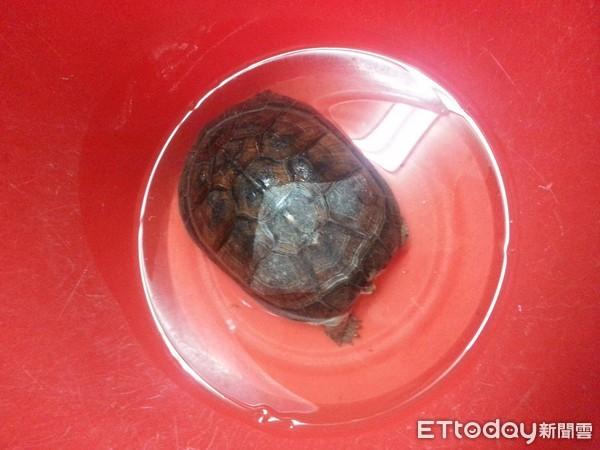 把遭棄養柴棺龜撿回家養　好心男臉書曬照下秒警察來敲門