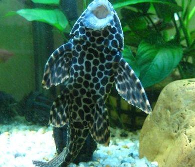 吃青苔的垃圾魚好吃嗎？網紅親自嘗試「口感超嫩像法式OO」網問號：看起來爆幹好吃...