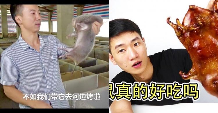 竹鼠真的好吃嗎?網紅親自實測「一隻竟然要價四位數」分享致命缺點:以後不會再吃了...