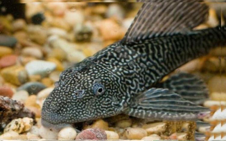 吃青苔的垃圾魚好吃嗎？網紅親自嘗試「口感超嫩像法式OO」網問號：看起來爆幹好吃...