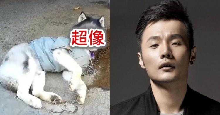 鬼月靈異現象？google街景竟出現「人面狗」慘遭系統打碼！網笑：根本李榮浩！