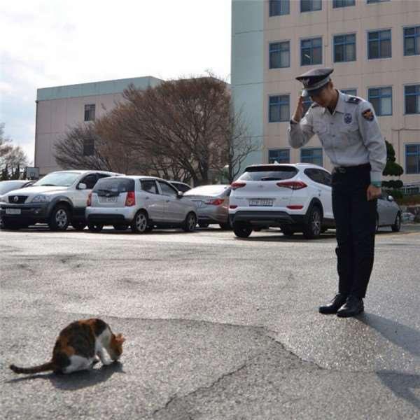 被警察局收编的浪猫产下一批「生力军,穿上迷你号制服犯规到我自告