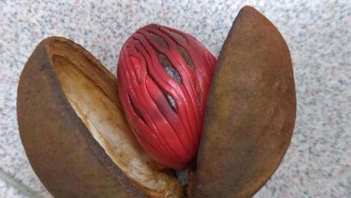 這什麼果實?爬滿詭異紋路...長超像「女生尿尿的地方」! 網揭真相: 嗑多了會嗨