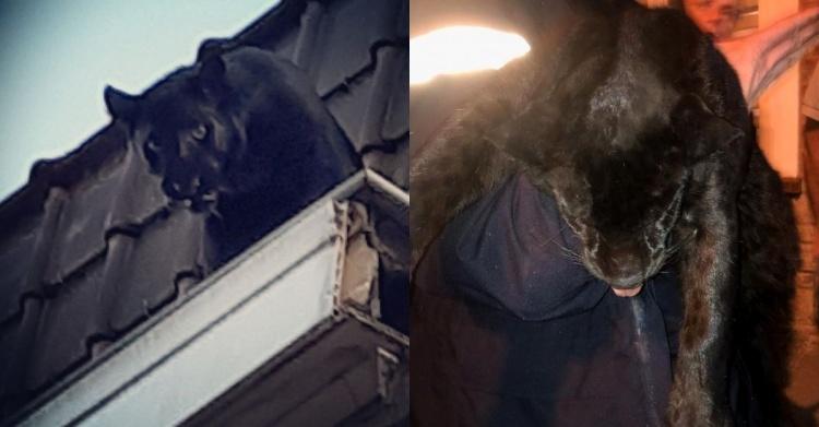 法國小鎮驚見「黑豹在屋頂逛大街」遭圍捕逃進屋內「與少女四目交接」網急:快喊瓦甘達